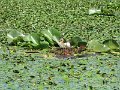 Tisza-to - kis csibek a feszekben